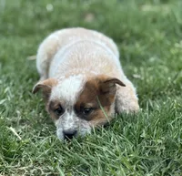 Red heeler , a male Australian Cattle Dog for sale in Osceola, IA – Photo 2 of 6