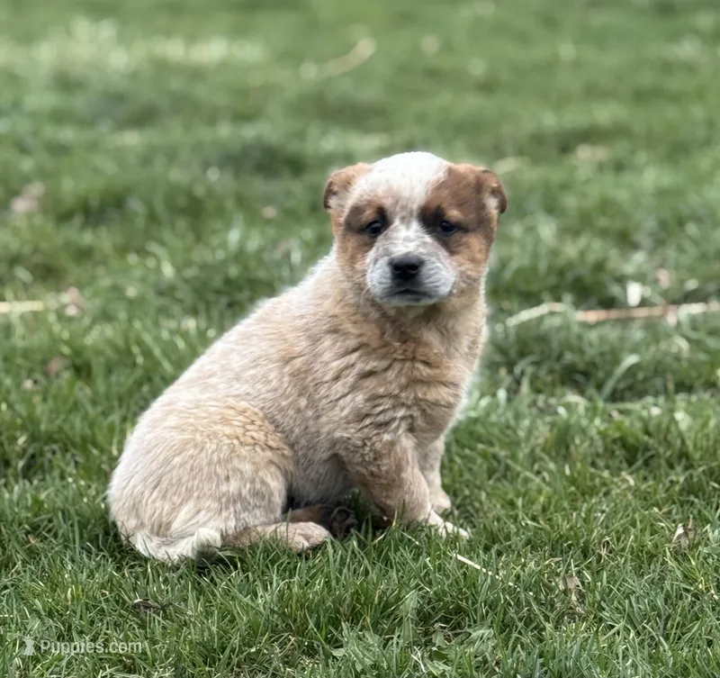 Red heeler  – Australian Cattle Dog puppy for sale in Osceola, IA