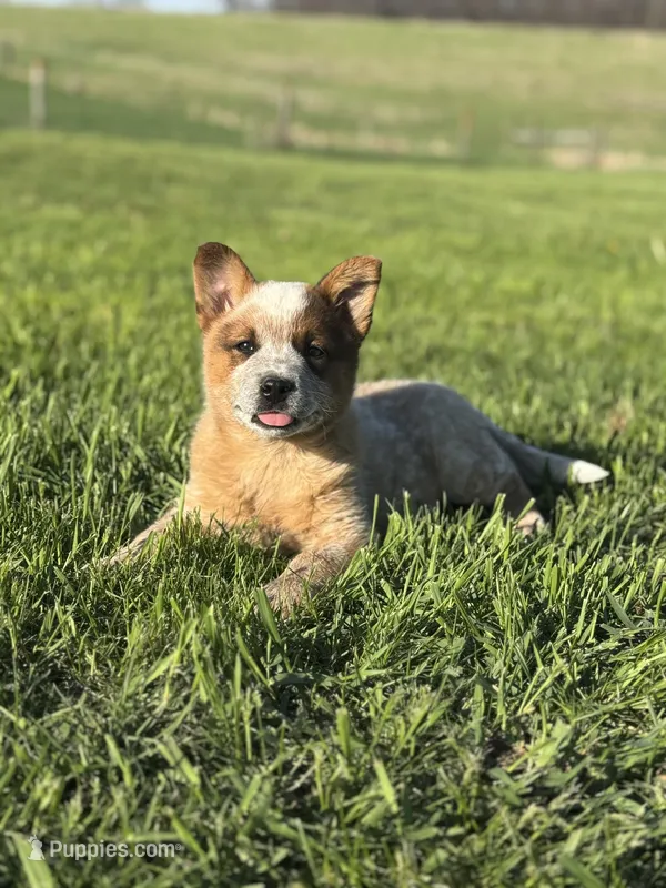 Red heeler  – Australian Cattle Dog puppy for sale in Osceola, IA