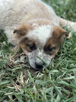 Red heeler , a male Australian Cattle Dog for sale in Osceola, IA – Photo 6 of 6