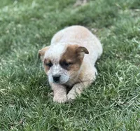 Red heeler , a male Australian Cattle Dog for sale in Osceola, IA – Photo 4 of 6