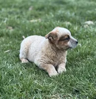Red heeler , a male Australian Cattle Dog for sale in Osceola, IA – Photo 3 of 6