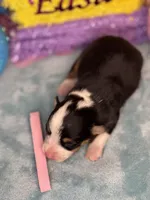 Pink collar , a female Pembroke Welsh Corgi for sale in Osceola, IA – Photo 5 of 5