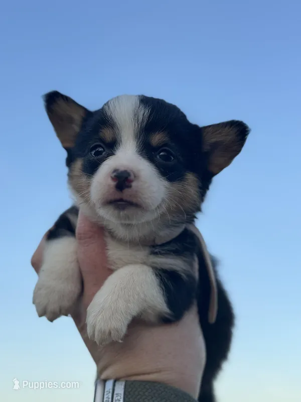 Pink collar  – Pembroke Welsh Corgi puppy for sale in Osceola, IA