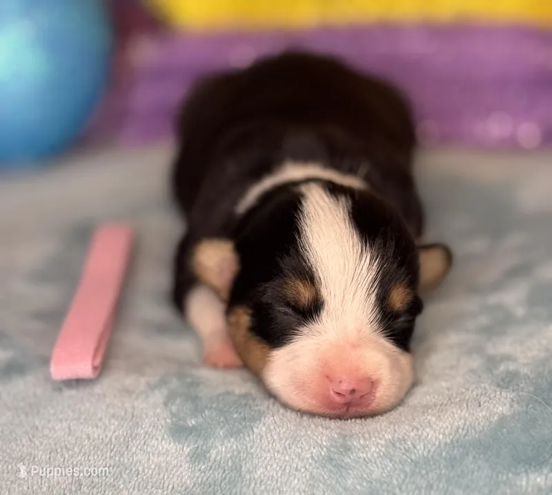 Pink collar  – Pembroke Welsh Corgi puppy for sale in Osceola, IA