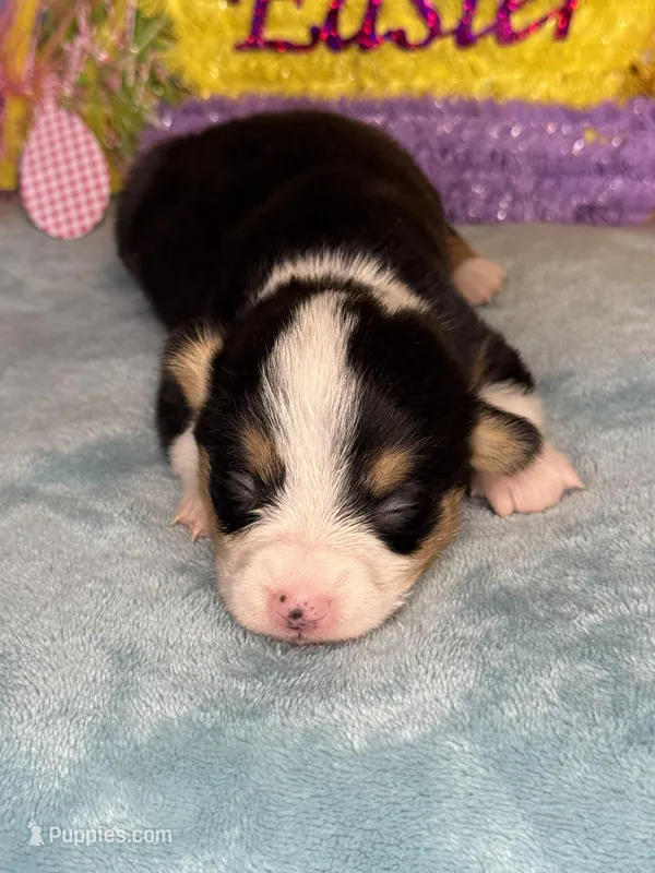 Pink collar  – Pembroke Welsh Corgi puppy for sale in Osceola, IA