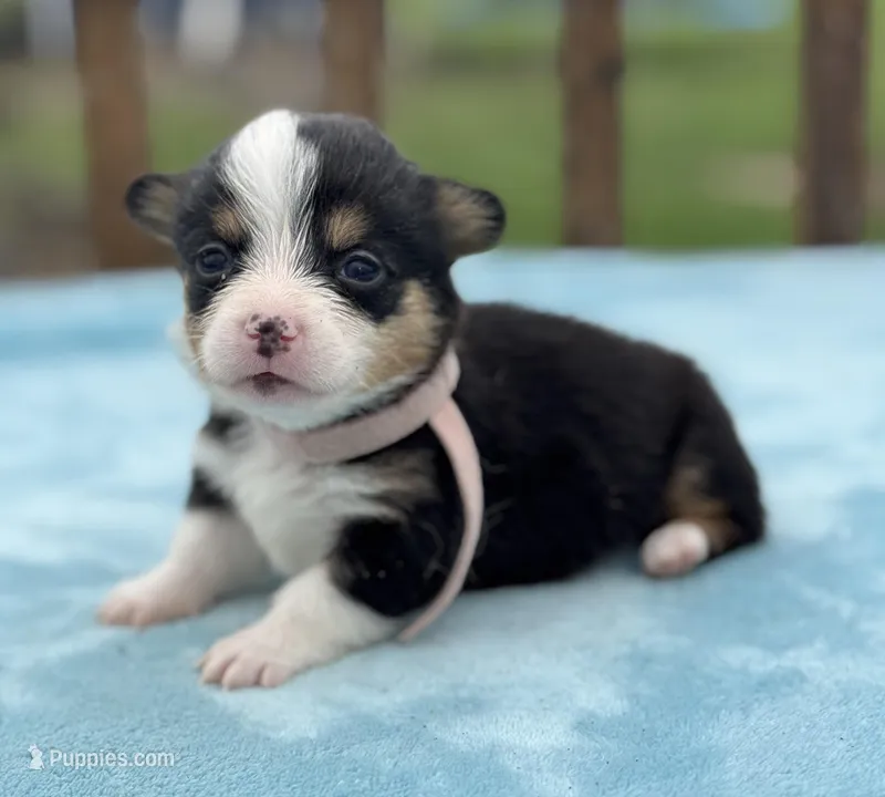 Pink collar  – Pembroke Welsh Corgi puppy for sale in Osceola, IA