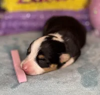 Pink collar , a female Pembroke Welsh Corgi for sale in Osceola, IA – Photo 2 of 5