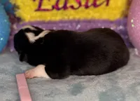 Pink collar , a female Pembroke Welsh Corgi for sale in Osceola, IA – Photo 3 of 5