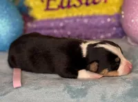 Pink collar , a female Pembroke Welsh Corgi for sale in Osceola, IA – Photo 4 of 5