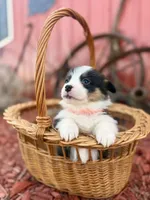 Black tri female , a female Pembroke Welsh Corgi for sale in Osceola, IA – Photo 4 of 5