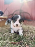 Black tri female , a female Pembroke Welsh Corgi for sale in Osceola, IA – Photo 5 of 5