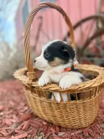 Black tri female , a female Pembroke Welsh Corgi for sale in Osceola, IA – Photo 2 of 5