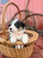 Black tri female , a female Pembroke Welsh Corgi for sale in Osceola, IA – Photo 3 of 5