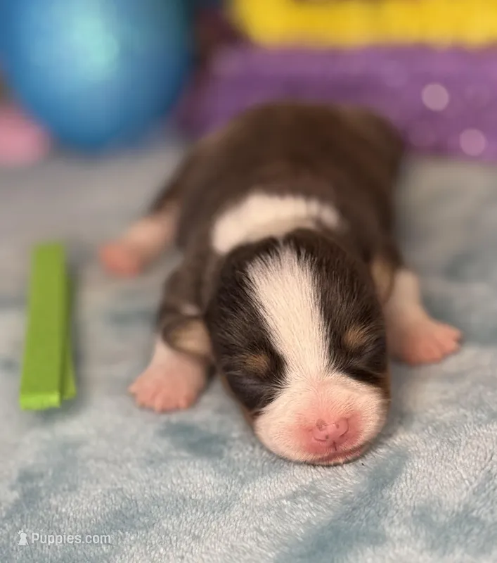Green collar  – Pembroke Welsh Corgi puppy for sale in Osceola, IA