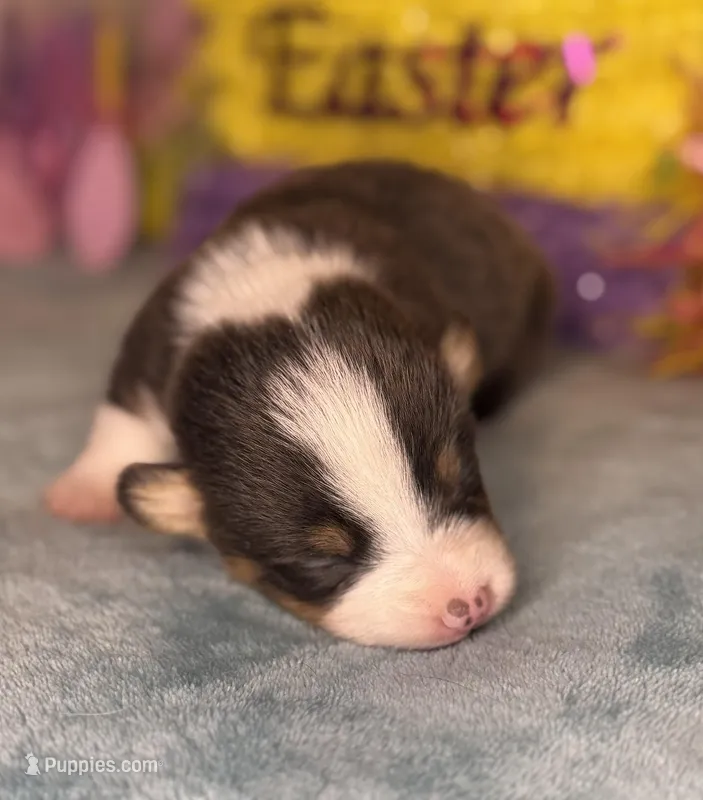 Green collar  – Pembroke Welsh Corgi puppy for sale in Osceola, IA