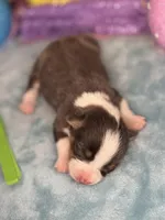 Green collar , a female Pembroke Welsh Corgi for sale in Osceola, IA – Photo 4 of 5