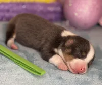 Green collar , a female Pembroke Welsh Corgi for sale in Osceola, IA – Photo 3 of 5