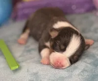 Green collar , a female Pembroke Welsh Corgi for sale in Osceola, IA – Photo 2 of 5