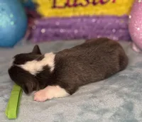 Green collar , a female Pembroke Welsh Corgi for sale in Osceola, IA – Photo 5 of 5