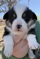 Black tri male , a male Pembroke Welsh Corgi for sale in Osceola, IA – Photo 2 of 4