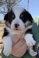 Black tri male , a male Pembroke Welsh Corgi for sale in Osceola, IA – Photo 1 of 4