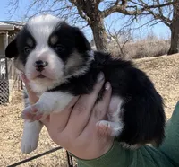 Black tri male , a male Pembroke Welsh Corgi for sale in Osceola, IA – Photo 4 of 4