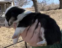 Black tri male , a male Pembroke Welsh Corgi for sale in Osceola, IA – Photo 3 of 4