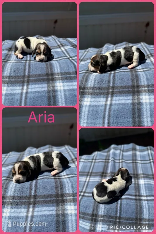 Aria – Basset Hound puppy for sale in Osceola, IA