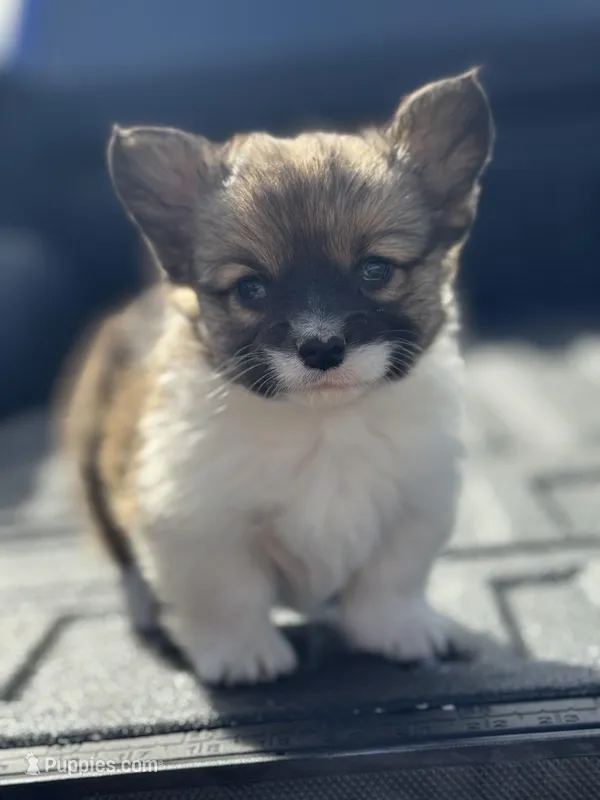 Fluffy female  – Pembroke Welsh Corgi puppy for sale in Osceola, IA