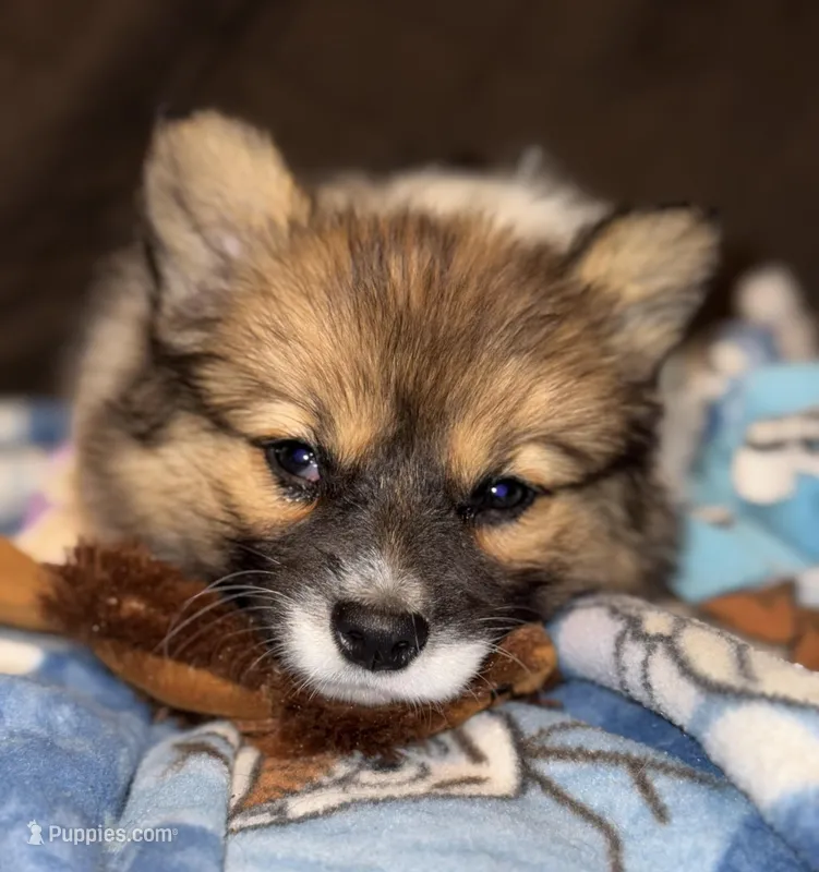 Fluffy female  – Pembroke Welsh Corgi puppy for sale in Osceola, IA