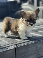 Fluffy female , a female Pembroke Welsh Corgi for sale in Osceola, IA – Photo 2 of 2