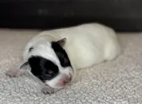 Blue male 2, a male Australian Cattle Dog for sale in Osceola, IA – Photo 2 of 4