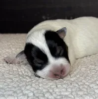 Blue male 2, a male Australian Cattle Dog for sale in Osceola, IA – Photo 1 of 4