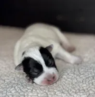 Blue male 2, a male Australian Cattle Dog for sale in Osceola, IA – Photo 3 of 4