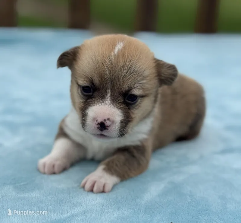 Teal collar  – Pembroke Welsh Corgi puppy for sale in Osceola, IA