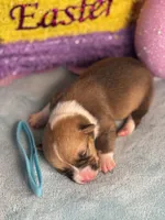 Teal collar , a female Pembroke Welsh Corgi for sale in Osceola, IA – Photo 5 of 5