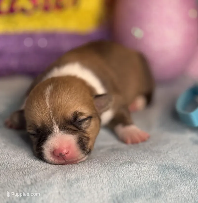 Teal collar  – Pembroke Welsh Corgi puppy for sale in Osceola, IA