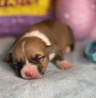 Teal collar , a female Pembroke Welsh Corgi for sale in Osceola, IA – Photo 1 of 5