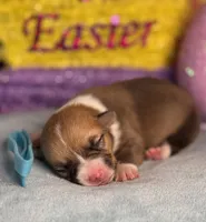 Teal collar , a female Pembroke Welsh Corgi for sale in Osceola, IA – Photo 2 of 5