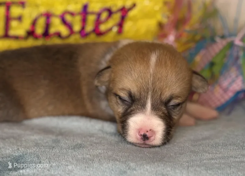 Teal collar  – Pembroke Welsh Corgi puppy for sale in Osceola, IA