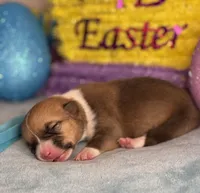 Teal collar , a female Pembroke Welsh Corgi for sale in Osceola, IA – Photo 3 of 5