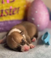 Teal collar , a female Pembroke Welsh Corgi for sale in Osceola, IA – Photo 4 of 5