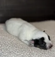 Blue male 3, a male Australian Cattle Dog for sale in Osceola, IA – Photo 4 of 5