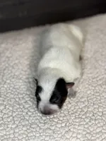 Blue male 3, a male Australian Cattle Dog for sale in Osceola, IA – Photo 5 of 5