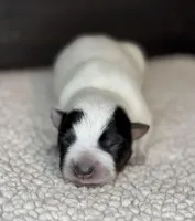 Blue male 3, a male Australian Cattle Dog for sale in Osceola, IA – Photo 2 of 5