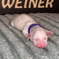 Purple female , a female Miniature Dachshund for sale in Osceola, IA – Photo 4 of 4