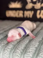 Purple female , a female Miniature Dachshund for sale in Osceola, IA – Photo 2 of 4