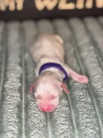 Purple female , a female Miniature Dachshund for sale in Osceola, IA – Photo 3 of 4