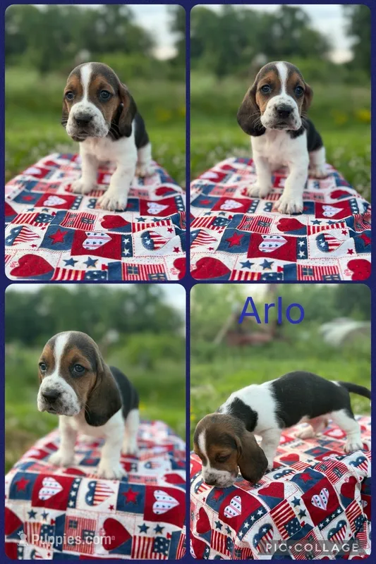 Arlo – Basset Hound puppy for sale in Osceola, IA